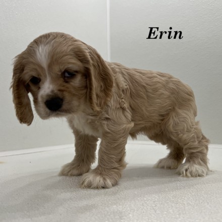 puppy, for, sale, Cocker Spaniel, Joe & Cherri  Overlease, dog, breeder, Miller, MO, dog-breeder, puppy-for-sale, forsale, nearby, find, puppyfind, locator, puppylocator, aca